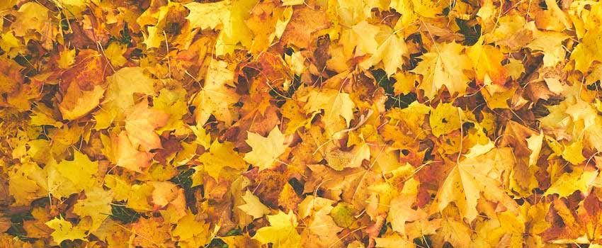 ideas despedidas otoño